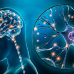 The Big Brain Lie: Why the 10% Myth is wrong