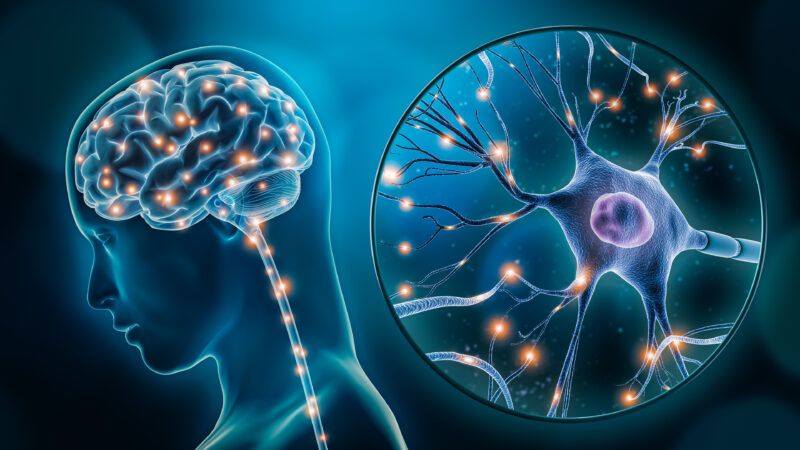The Big Brain Lie: Why the 10% Myth is wrong